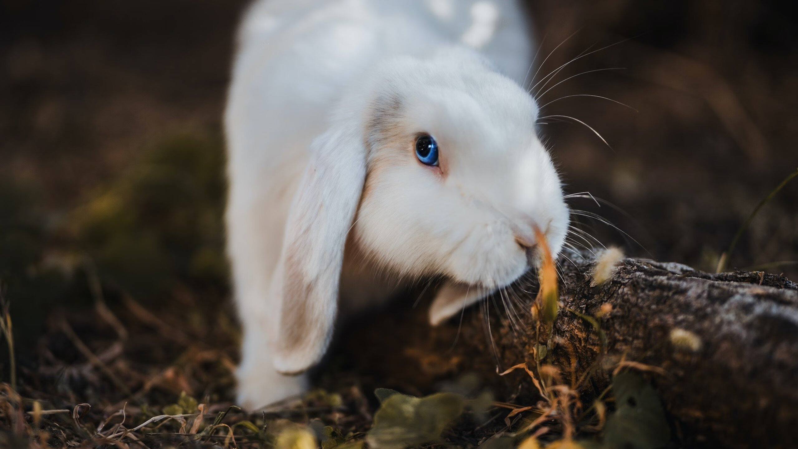 跨洲际对轰，热身赛贝恩狂砍46+超级三双，猛龙险胜吉林