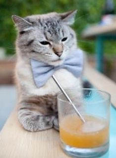 范戴克的交响乐与波兰的街头摇滚，当艺术节奏遭遇生存搏斗