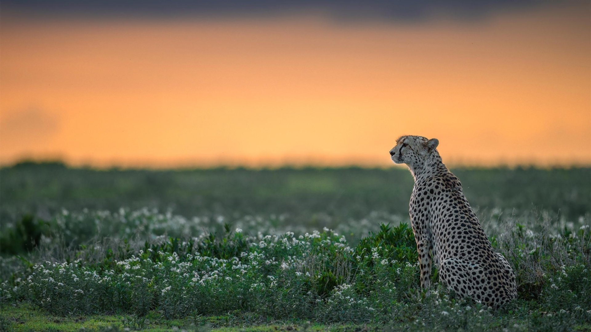 绿茵场上的顿河与尼罗河，当战争与文明在美加墨的世界杯单节里碰撞