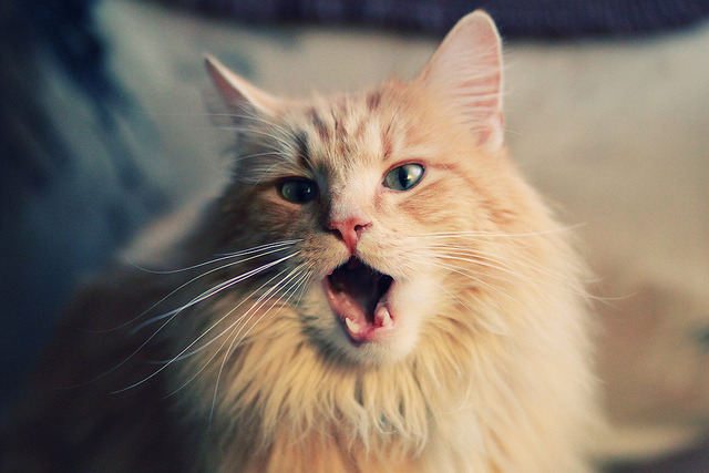 当佛罗伦萨的紫色狂潮淹没乌克兰的钢铁防线—东决关键战的文化隐喻