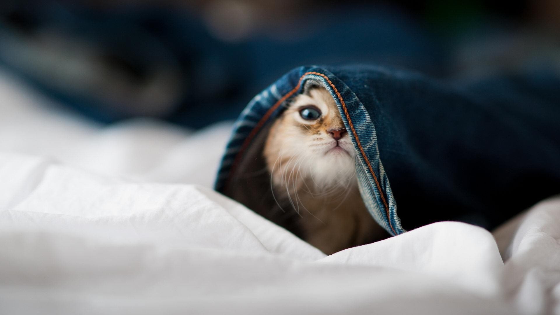 狂飙26+14撕裂防线！拉梅洛魔咒降临，灰熊用钢铁封锁终结开拓者连胜野望