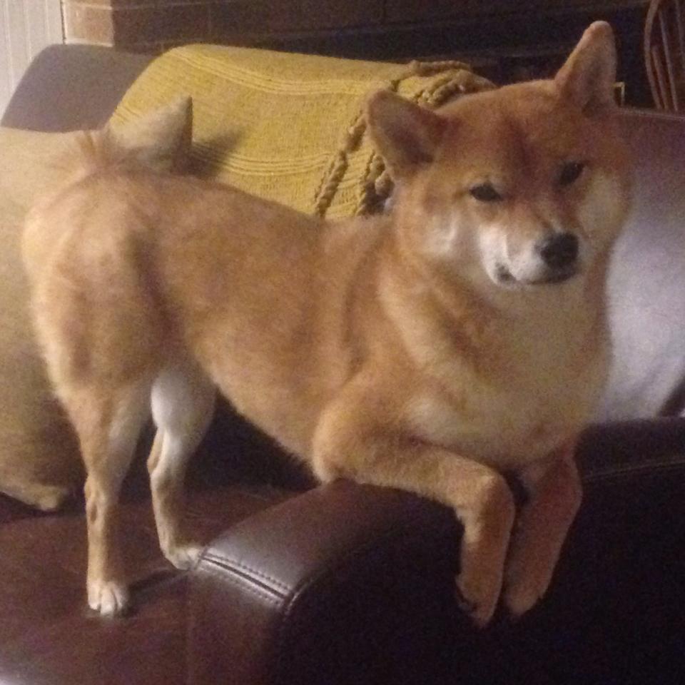 盾的反击，贝蒂斯用枪手的枪法完成压制，金玟哉定义了中锋新维度