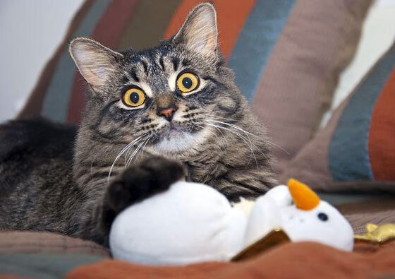 王座之下，从无永恒，文班亚马的加冕礼与CBA的弑君者